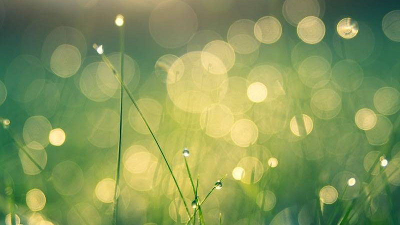 light-grass-blur